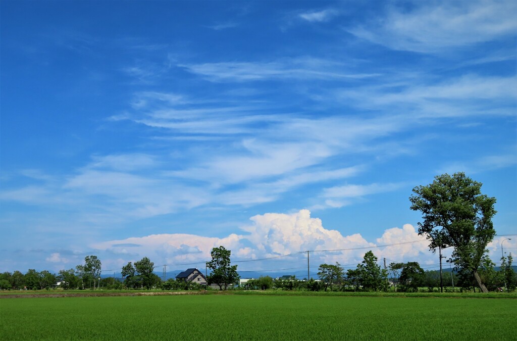 初夏の雲と田んぼ