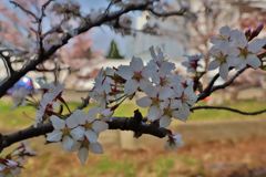 花びら　桜　