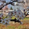 花びら　桜　