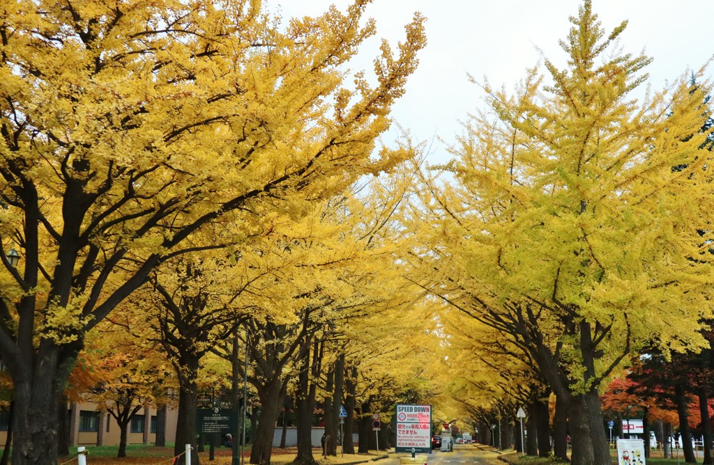 北海道大学　イチョウ並木