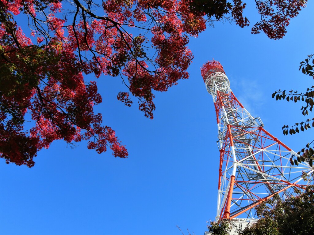 塔と紅葉