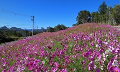 思いがけぬ秋桜