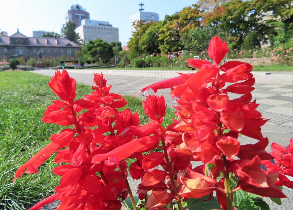 秋華　大通公園　３