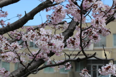 桜　5