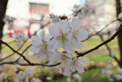 桜