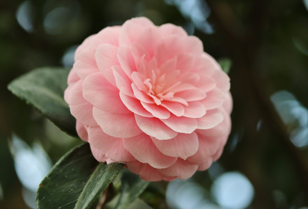 華　　其の八