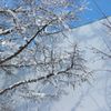 雪のネット