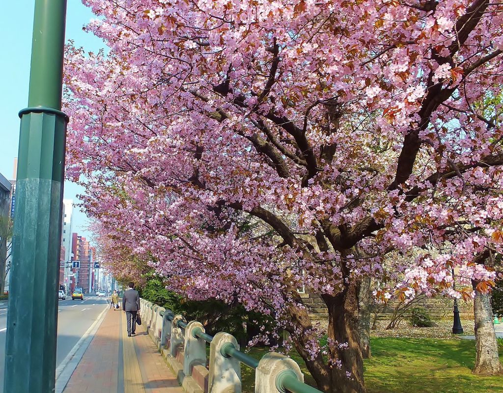 男の花道！