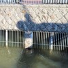 川の中の檻