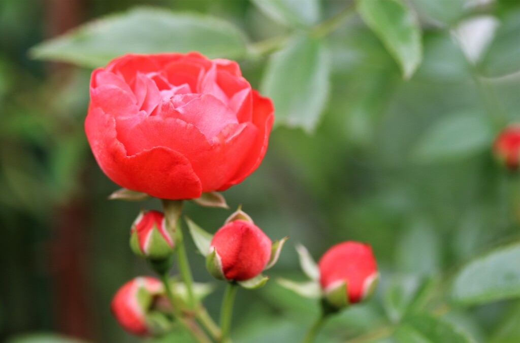 華々しい　４３