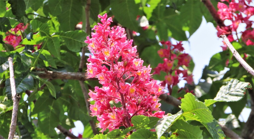 公園の木や花　４