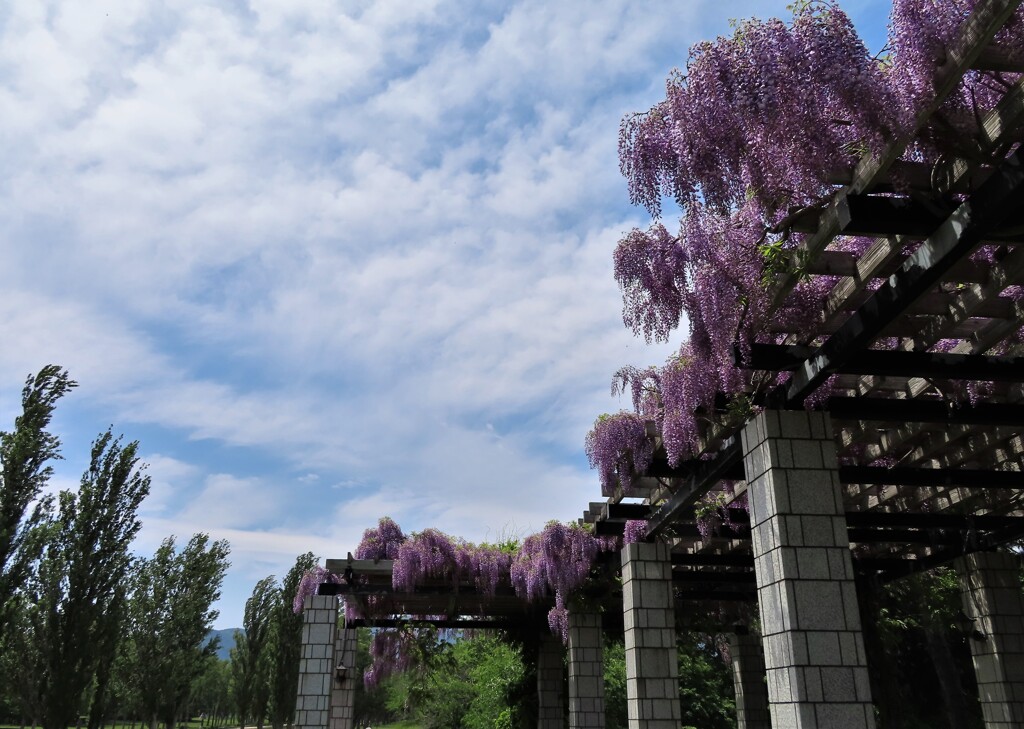 藤が咲く公園　９