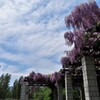 藤が咲く公園　９