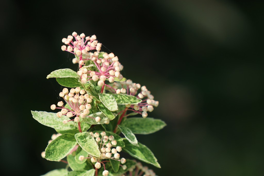 花　７