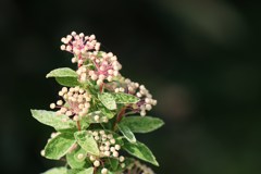 花　７