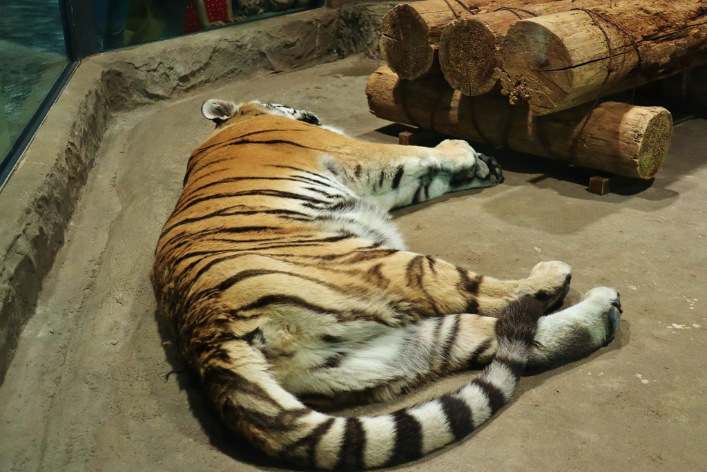 トラ　も寝ている。