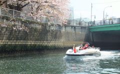 目黒川の桜クルーズ　Ⅴ