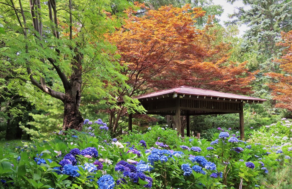 北の地の夏花たち　３