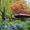 北の地の夏花たち　３