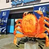 毛の無い毛蟹
