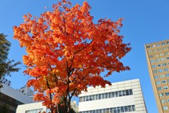 都会の紅葉　２