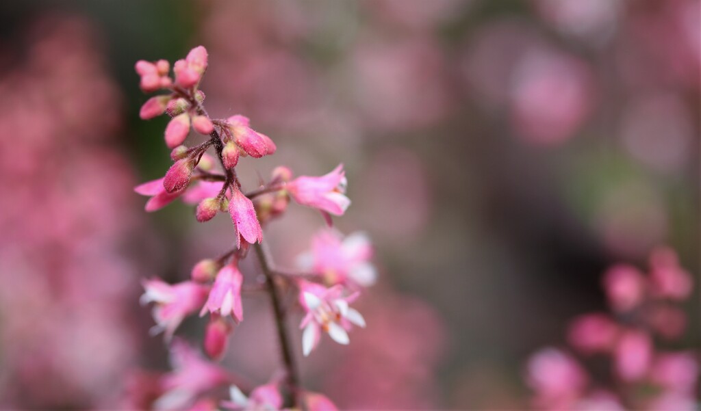 2021年5月　札幌の花たち　３