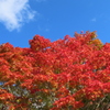 紅い！