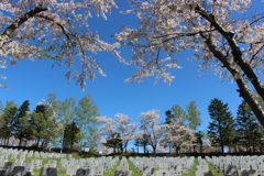 桜に囲まれて永久の眠りに