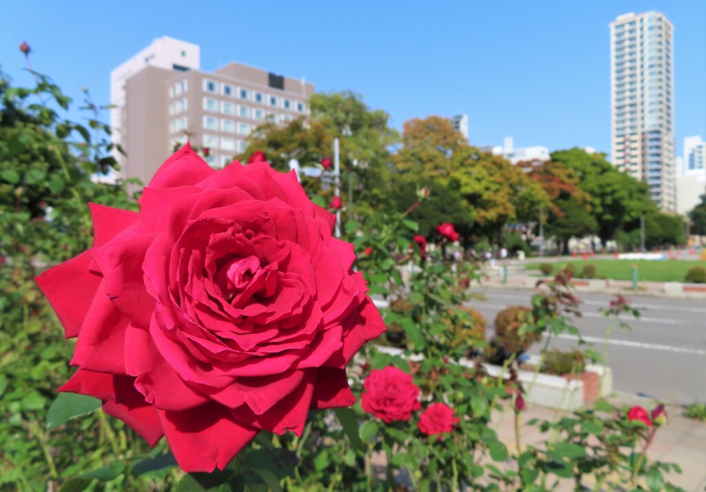 秋華　大通公園　１