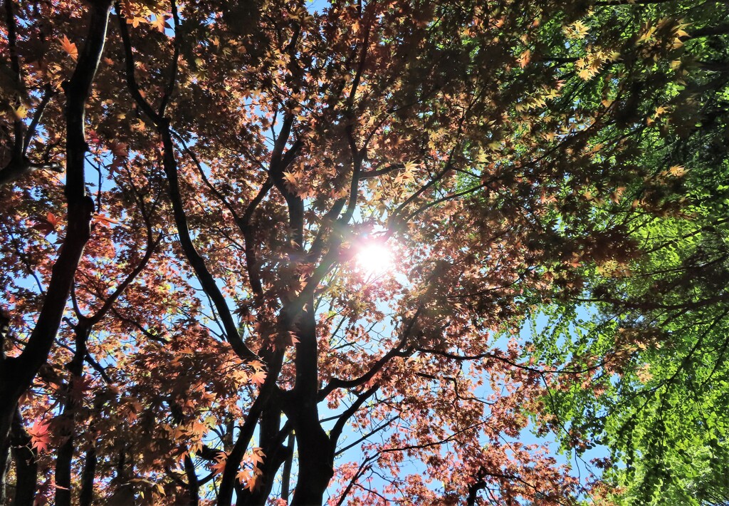 陽光