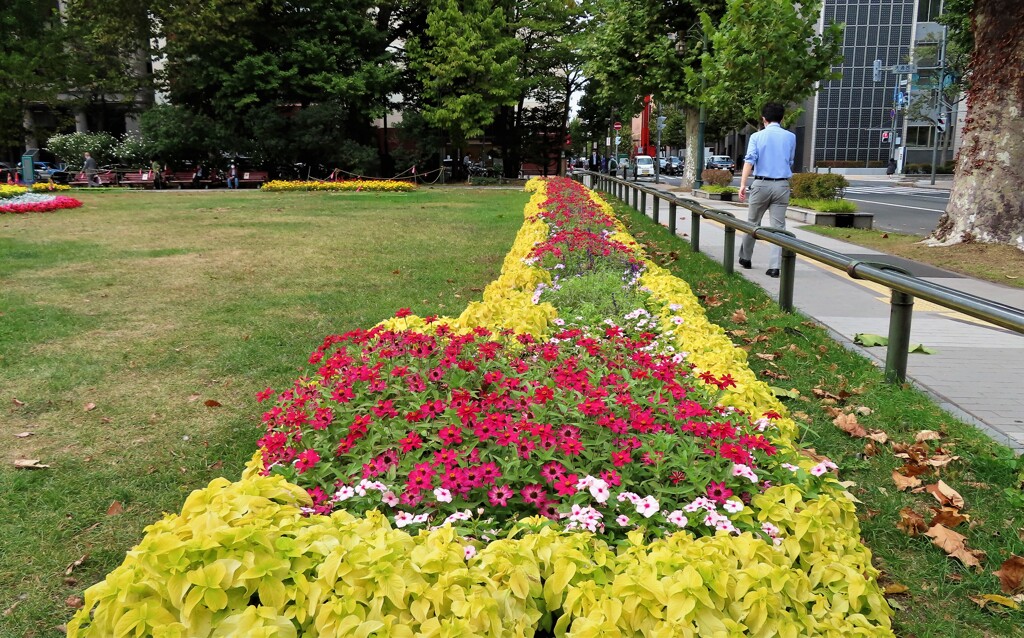 秋の花