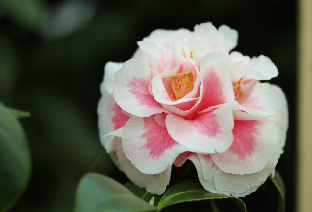 華　　其の五