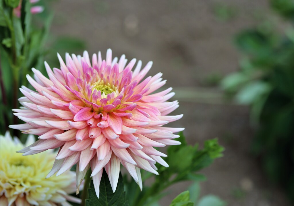 札幌　８月の花事情　７