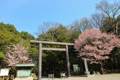 今日も花たち　平成最後撮り　2