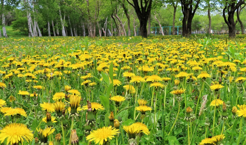 黄密