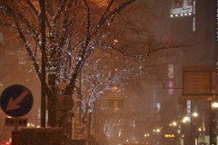 ホワイトイルミネーション　Ⅵ
