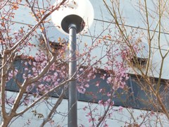 札幌の桜　１