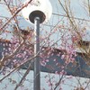 札幌の桜　１