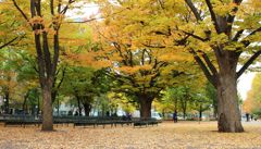 紅葉　大通公園