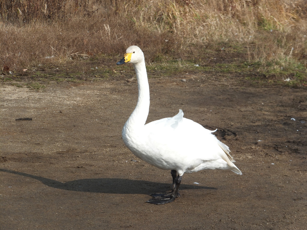 白鳥も足が見えると‥