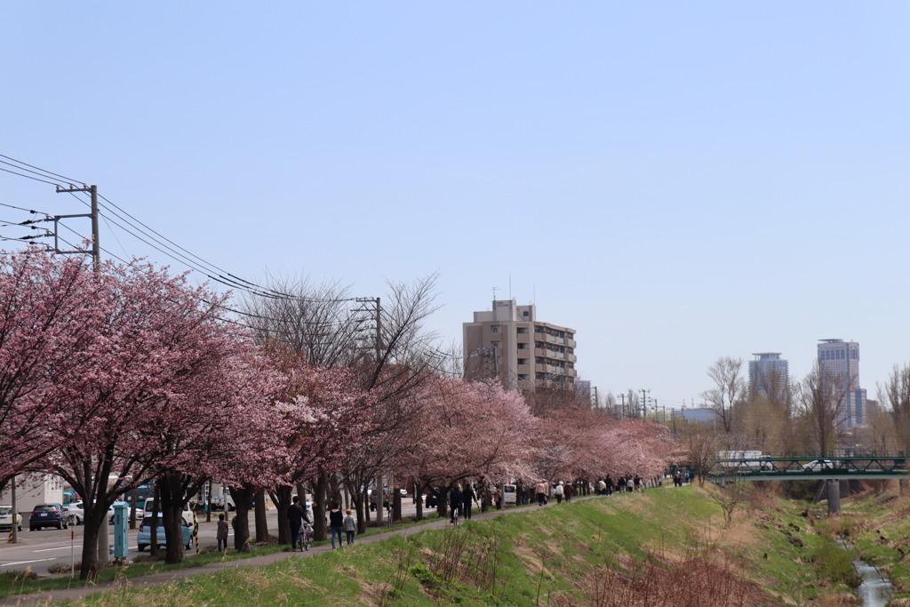 桜　10