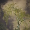 夜の柳
