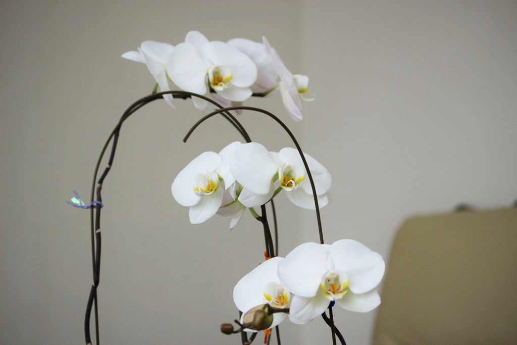 花　１５
