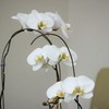 花　１５