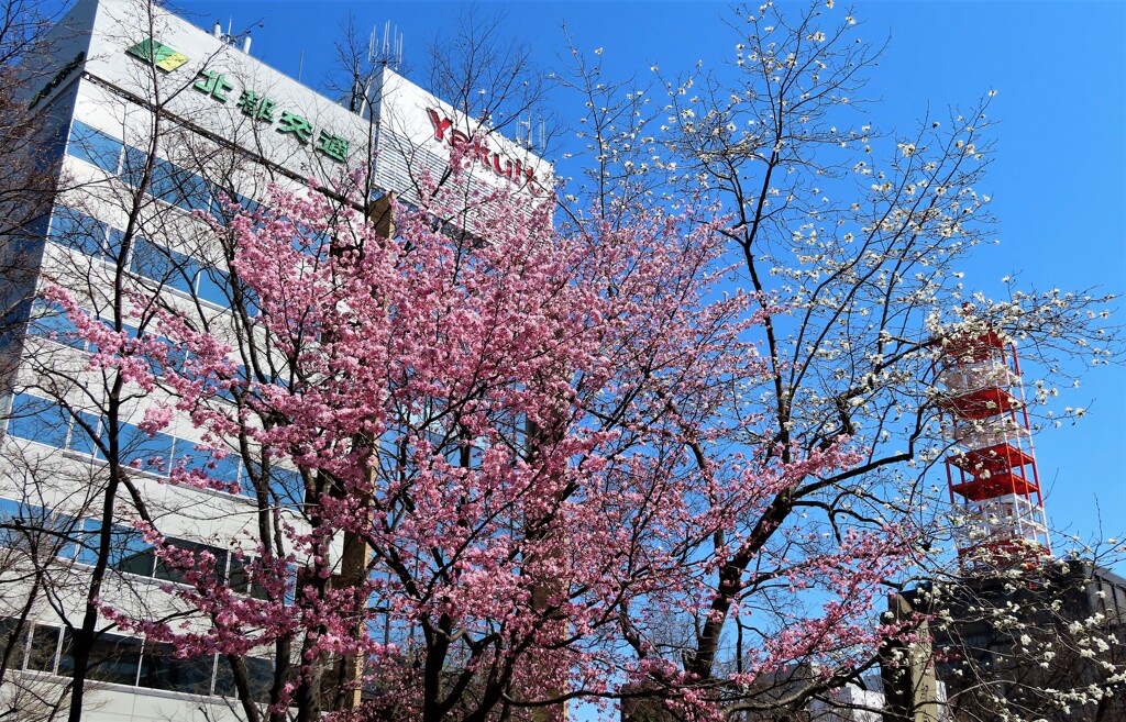 札幌も桜