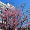 札幌も桜