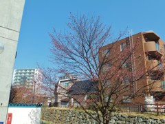札幌の桜　３