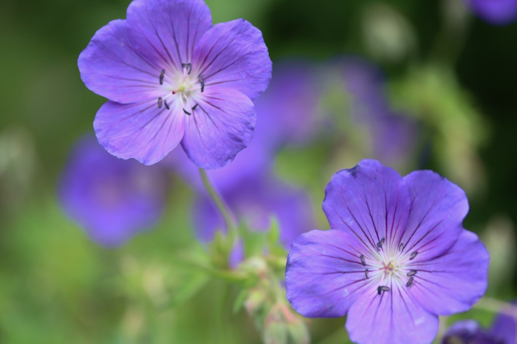 花　３