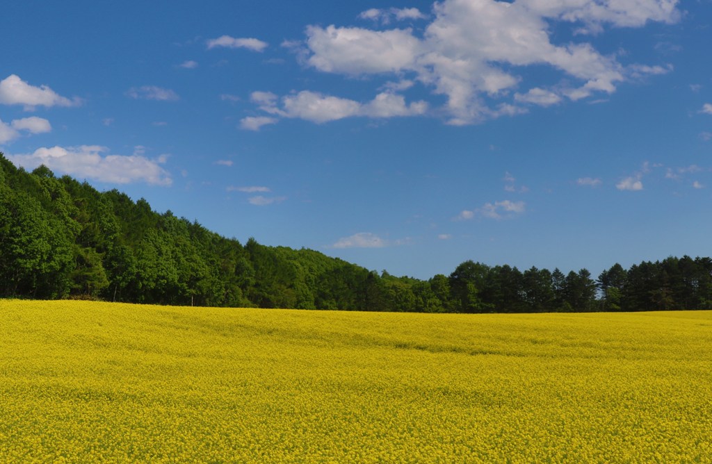 今日は菜の花畑　　２