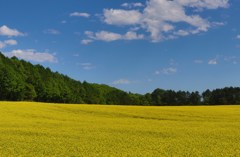 今日は菜の花畑　　２